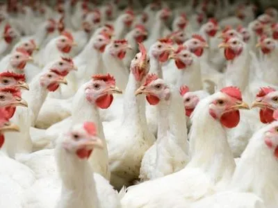 Збільшення квот на експорт курятини в ЄС: реакція українських птахівників