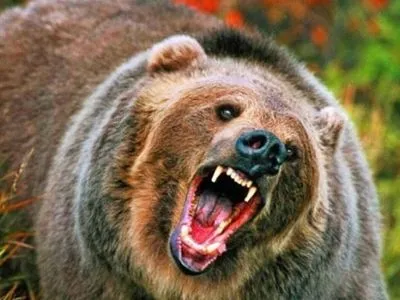 На російській турбазі ведмідь напав на жінку
