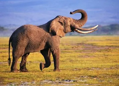 В Южной Африке слон затоптал браконьера, его тело съели львы