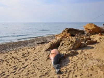 В окупованому Криму виявили 18 мертвих дельфінів