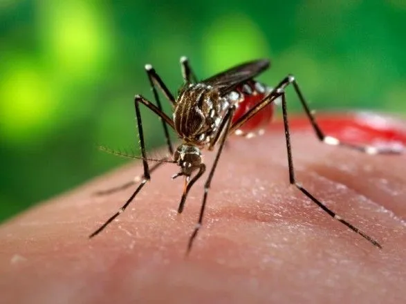 У украинки обнаружили лихорадку денге после путешествия на Бали