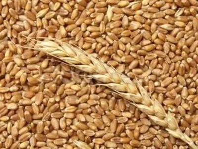 Зерновой рынок приносит Украине более 7 млрд долларов США - Минагрополитики