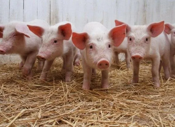 Rabobank прогнозує падіння виробництва свинини в Китаї на третину