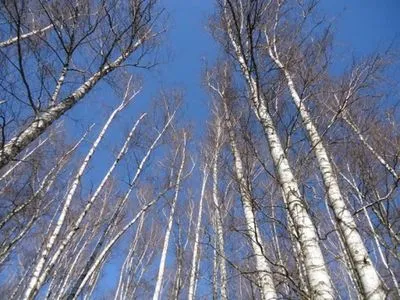 В Киевской области мужчина застрял на дереве