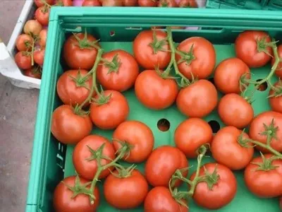 Турция наращивает экспорт томатов в Россию
