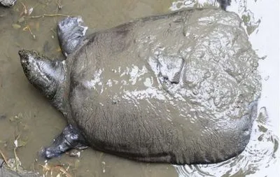 В Китае умерла самка одного из самых редких видов черепах