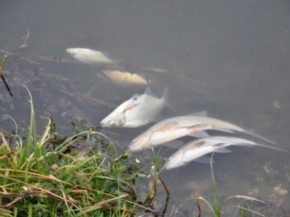 Збитки через масову загибель риби на Житомирщині перевищили 14 млн грн