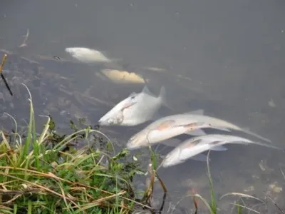Убытки из-за массовой гибели рыбы в Житомирской области превысили 14 млн грн