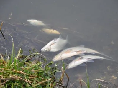 Збитки через масову загибель риби на Житомирщині перевищили 14 млн грн