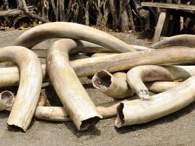 Китайська митниця вилучила понад 20 кг контрабандної слонової кістки