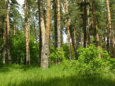 В Луганской области создадут нацпарк "Кременские леса"