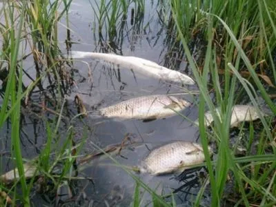 Убытки из-за массовой гибели рыбы в Житомирской области составляют 14 млн гривен - Минэкологии
