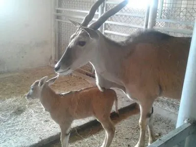У Вінницькому зоопарку антилопа народила дитинча