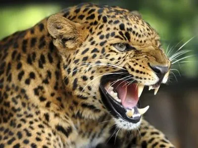 В национальном парке Шри-Ланки леопард загрыз человека