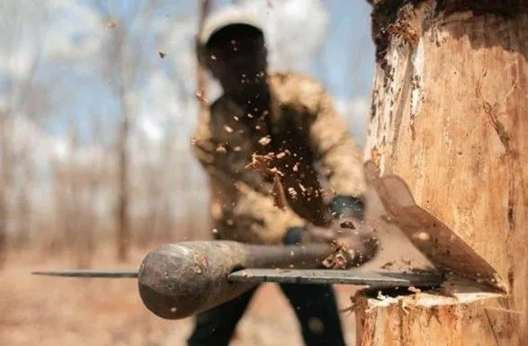"Черные лесорубы" в Житомирской области нанесли ущерб на более 2 млн грн