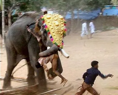 В Индии слон за ночь затоптал пять человек