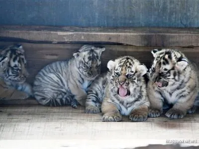В китайском питомнике показали 20 уссурийских тигрят