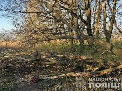 У Донецькій області намагалися незаконно зрубати ліс