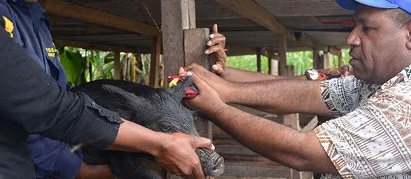 Папуасы используют технологию блокчейна для идентификации животных: что не так с Украиной