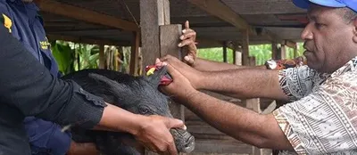 Папуаси використовують технологію блокчейна для ідентифікації тварин: що не так з Україною