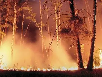 В Казахстане горит лес