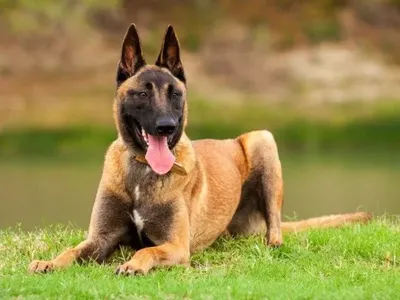 В Нацполиции работает более 900 служебных собак