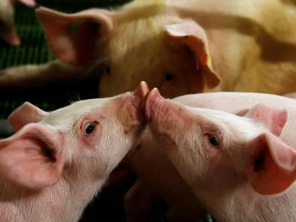 В Украине минимально возросло поголовье свиней