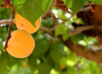Через заморозки можна очікувати менший врожай абрикосів та вишень - метеоролог