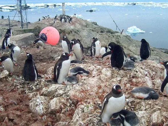 В Антарктиде возросло количество ослиных пингвинов