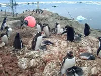В Антарктиді зросла кількість віслюкових пінгвінів