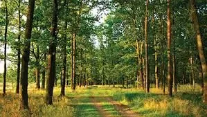 Нардепы приняли изменения в закон о сохранении украинских лесов