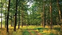 Нардепы приняли изменения в закон о сохранении украинских лесов