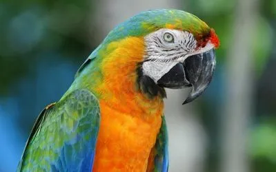 В Бразилии арестовали попугая, который "стоял на шухере" у наркоторговцев