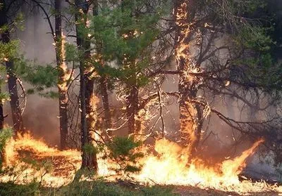В Китае вспыхнул масштабный лесной пожар