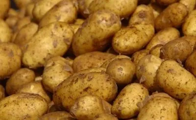До України не пропустили вантаж із зараженою картоплею