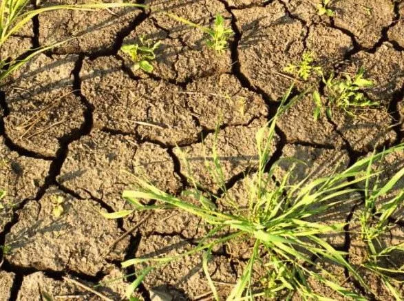 В Польше наблюдается большая засуха