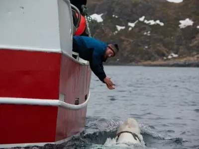 Норвежские рыбаки обнаружили кита с камерой и надписью "оборудование Санкт-Петербурга"