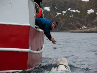 Норвезькі рибалки виявили кита з камерою і написом "обладнання Санкт-Петербурга"