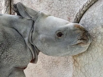 Вперше в результаті штучного запліднення на світ з'явився рідкісний носоріг