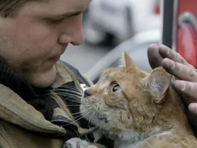 В Киеве горел приют для животных, 5 котов погибло