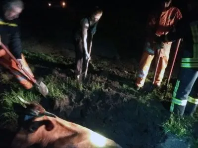 На Дніпропетровщині рятувальники визволили корову, яка впала до зливної ями