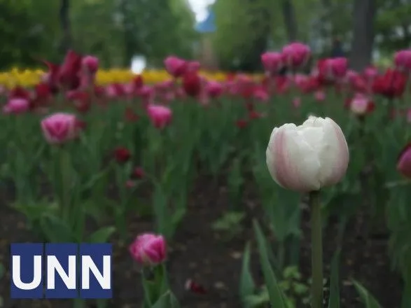 В Кропивницком расцвели сотни тюльпанов