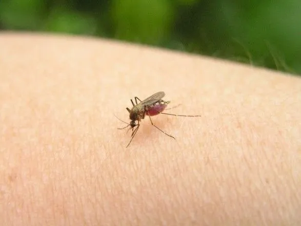 Сезон прогулок и пикников: врач рассказал, что делать при укусах насекомых