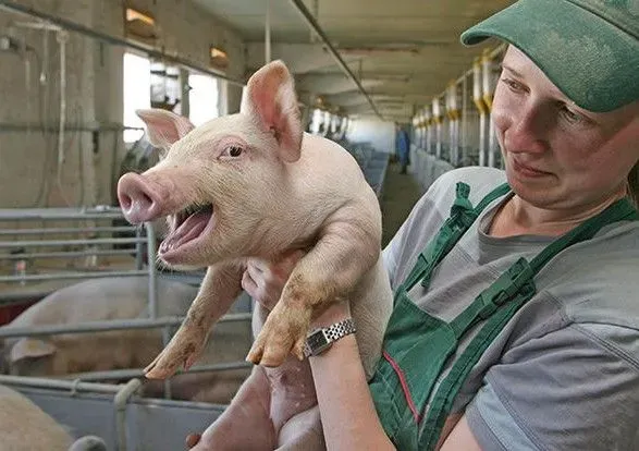 Українські свинокомплекси практично не отримують компенсацій за знищених АЧС свиней