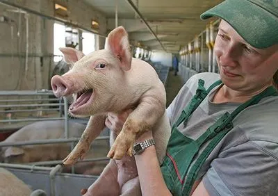 Украинские свинокомплексы практически не получают компенсаций за уничтоженных АЧС свиней