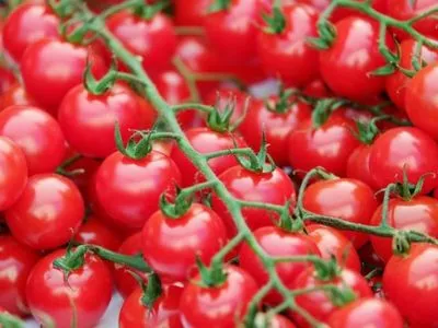 В Украину пытались завезти зараженные томаты из Турции