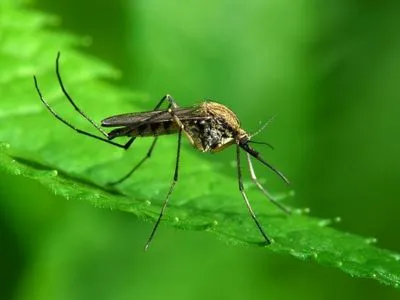 Міська влада Бердянська витратила понад 600 тис. грн на боротьбу з комарами