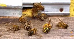 В Минприроды рассказали о гибели пчел от пестицидов