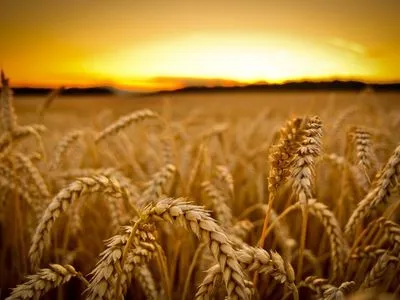 Погода способствует урожаю зерновых на большинстве территории Украины - метеоролог
