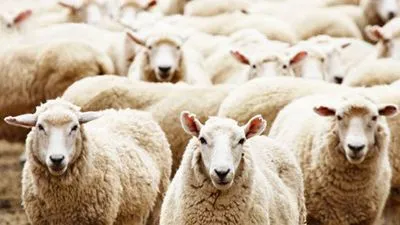 У Франції у школу зарахували 15 баранів і овець